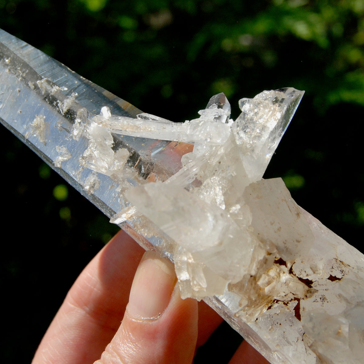 XL Lemurian Seed Crystal Laser Starbrary, 6.25" 226g Dolphin Cluster Optical Quartz, Colombia