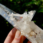 XL Lemurian Seed Crystal Laser Starbrary, 6.25" 226g Dolphin Cluster Optical Quartz, Colombia