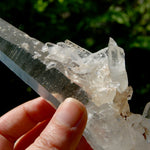 XL Lemurian Seed Crystal Laser Starbrary, 6.25" 226g Dolphin Cluster Optical Quartz, Colombia