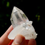 Dow Channeler Lemurian Crystal Starbary - 2.5" 85g Curved Record Keeper Optical Quartz, Colombia
