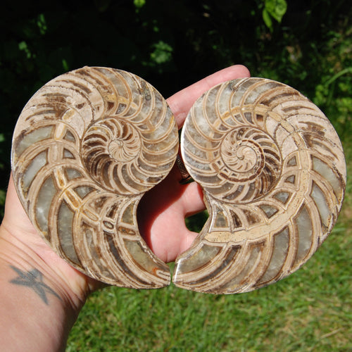 XL Fossil Nautilus Cymatoceras Pair