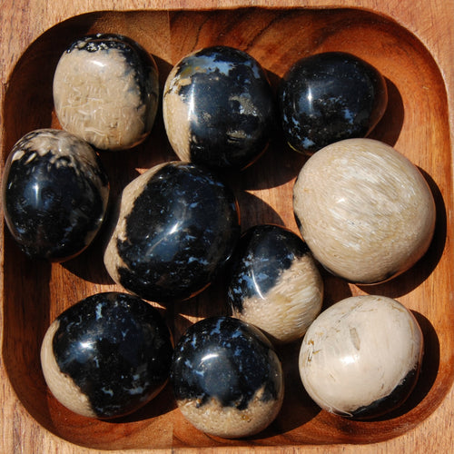 Fossilized Palm Root Crystal Tumbled Stones