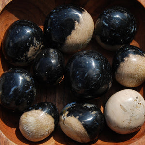 Fossilized Palm Root Crystal Tumbled Stones