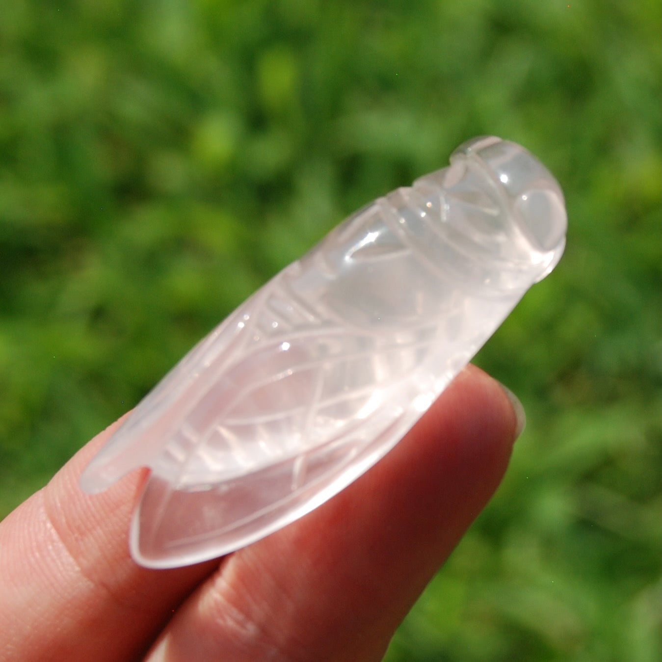 Rose Quartz Crystal Cicada