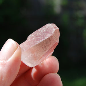 Pink Lemurian Seed Quartz Crystal Starbrary, Serra do Cabral, Brazil