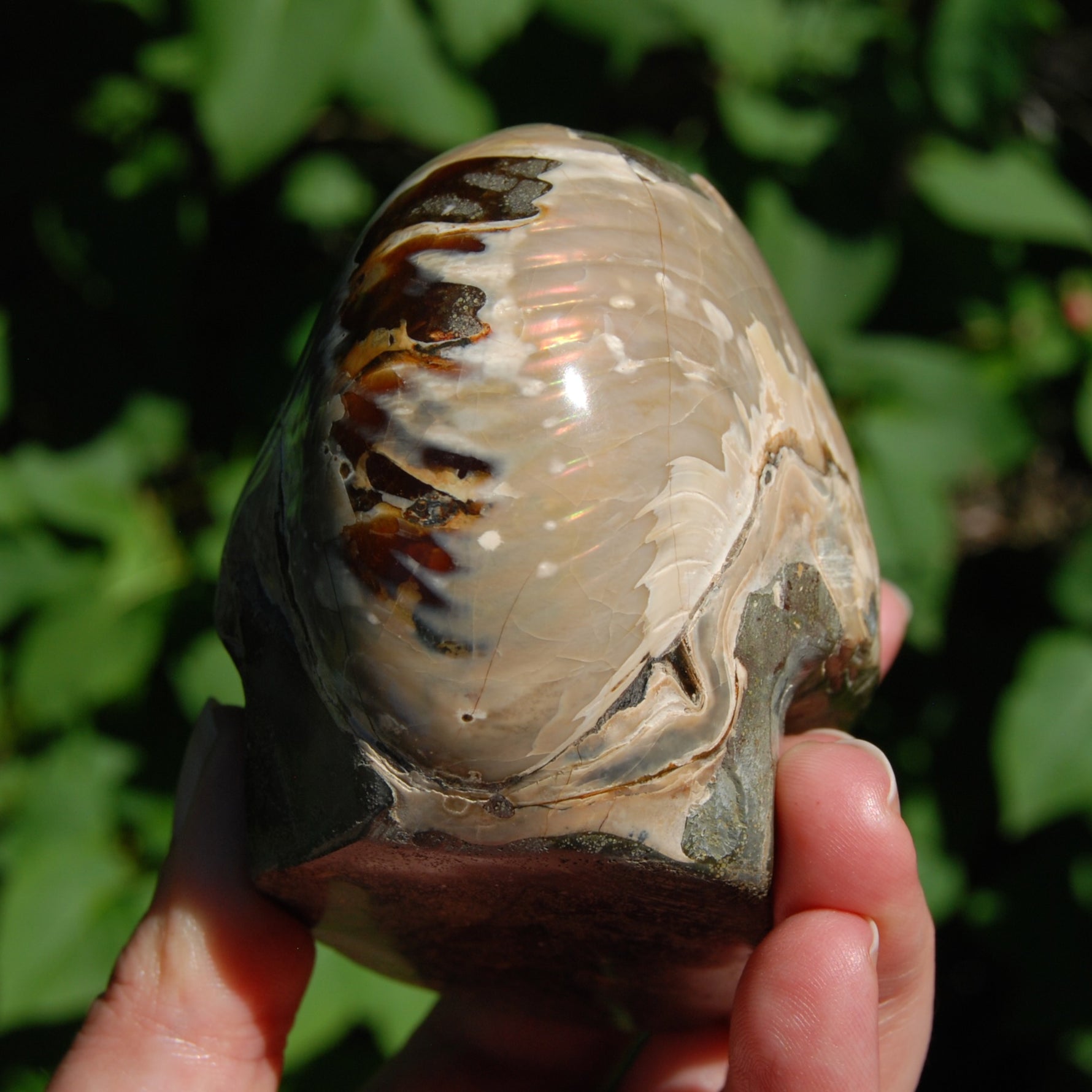 Iridescent Ammonite Hand Carved Crystal Skull