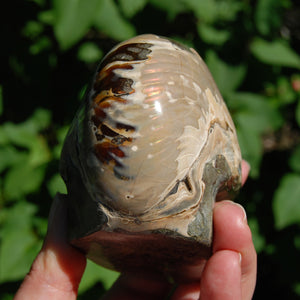 Iridescent Ammonite Hand Carved Crystal Skull