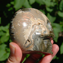 Load image into Gallery viewer, Iridescent Ammonite Hand Carved Crystal Skull
