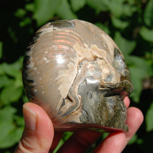 Iridescent Ammonite Hand Carved Crystal Skull