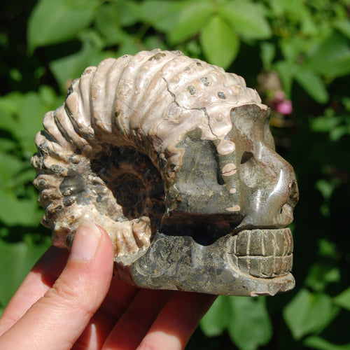 Ammonite Fossil Hand Carved Crystal Skull