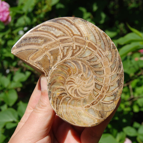 XL Fossil Nautilus Cymatoceras Half