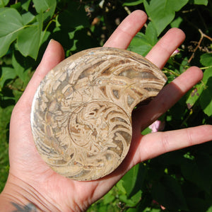 XL Fossil Nautilus Cymatoceras Half