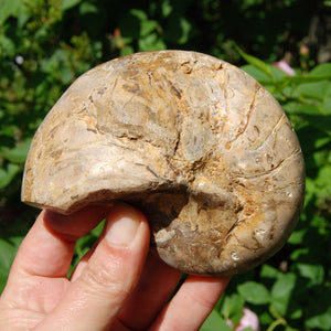 XL Fossil Nautilus Cymatoceras Half