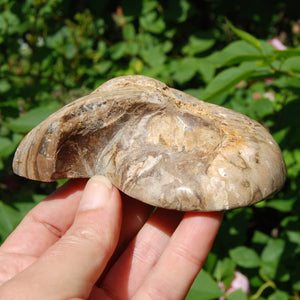 XL Fossil Nautilus Cymatoceras Half