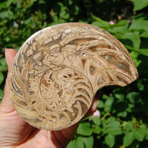 XL Fossil Nautilus Cymatoceras Half