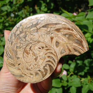 XL Fossil Nautilus Cymatoceras Half