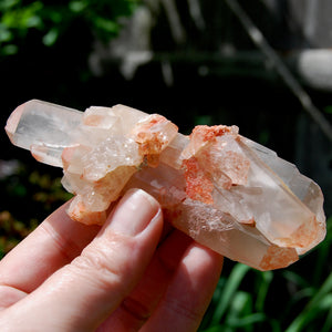 Unique DT ET Crowned Scepter Tabby Pink Shadow Smoky Lemurian Crystal Starbrary Cluster, Brazil