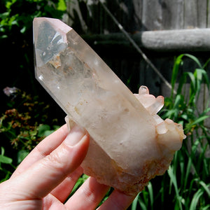 Isis Face Pink Shadow Smoky Lemurian Seed Quartz Crystal Starbrary Cluster, Brazil