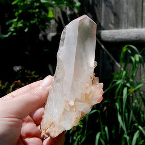 Isis Face Pink Shadow Smoky Lemurian Seed Quartz Crystal Starbrary Cluster, Brazil