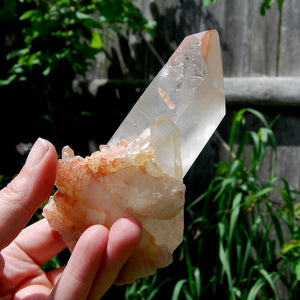 Isis Face Pink Shadow Smoky Lemurian Seed Quartz Crystal Starbrary Cluster, Brazil