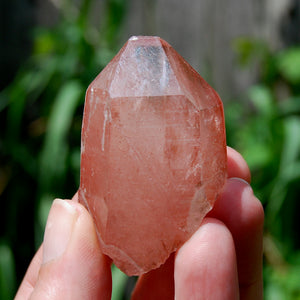 Tabby Strawberry Pink Lemurian Seed Quartz Crystal