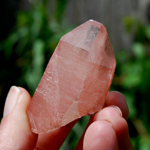 Tabby Strawberry Pink Lemurian Seed Quartz Crystal