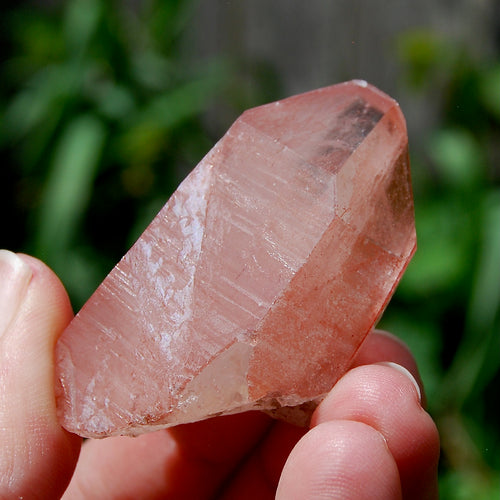 Tabby Strawberry Pink Lemurian Seed Quartz Crystal
