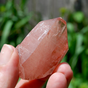 Tabby Strawberry Pink Lemurian Seed Quartz Crystal