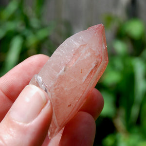 Tabby Strawberry Pink Lemurian Seed Quartz Crystal