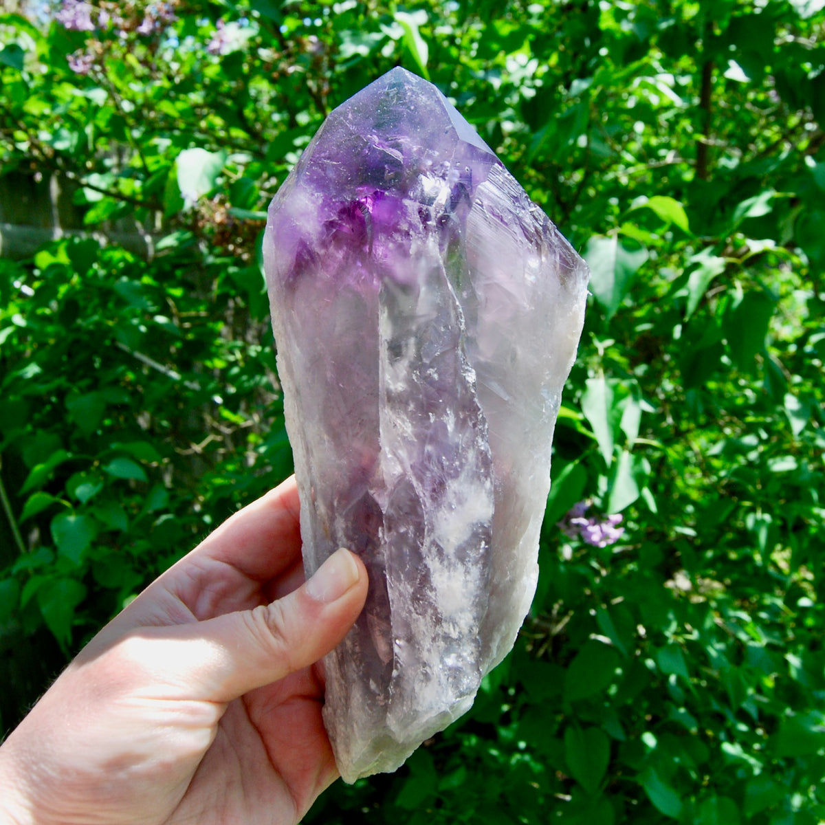 8in XL Raw Amethyst Dragon's Tooth Point, Phantom Amethyst, Brazil