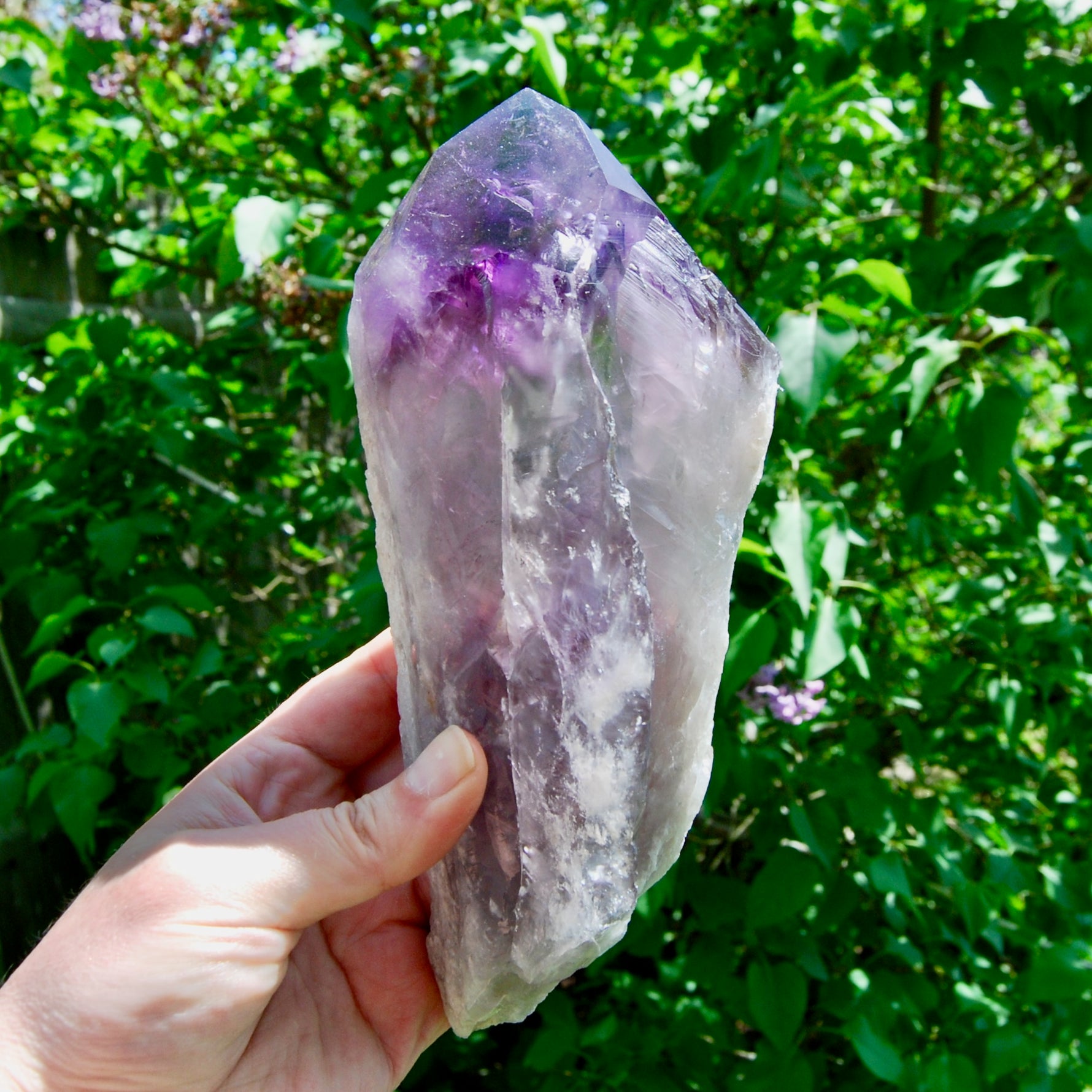 8in XL Raw Amethyst Dragon's Tooth Point, Phantom Amethyst, Brazil