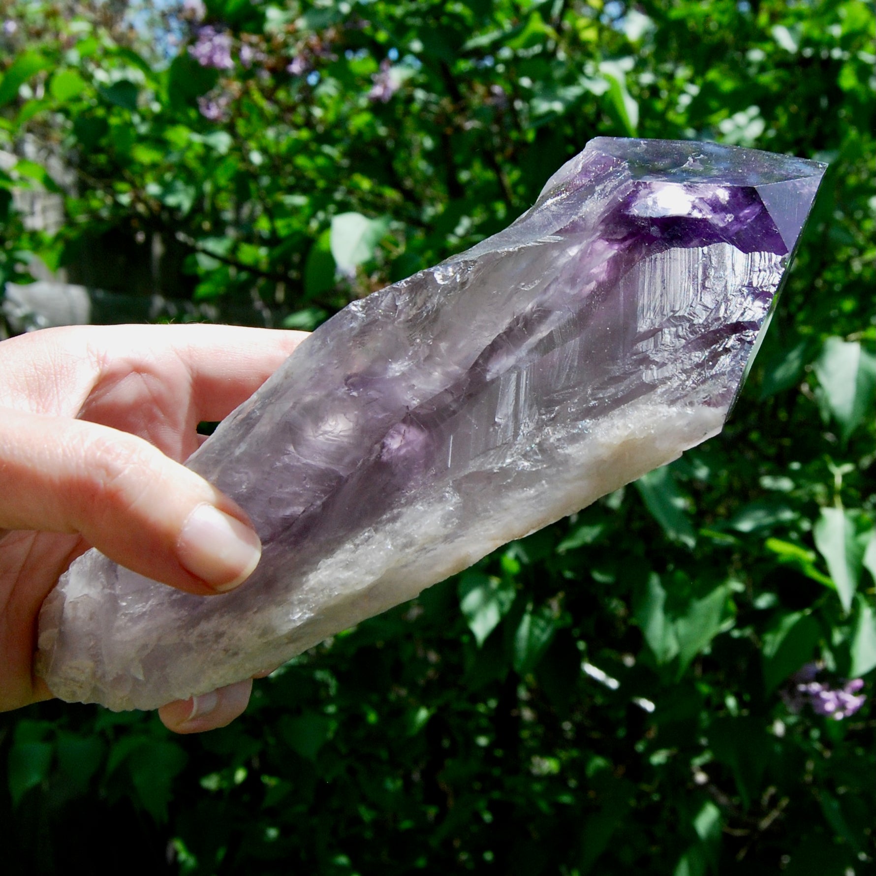 8in XL Raw Amethyst Dragon's Tooth Point, Phantom Amethyst, Brazil