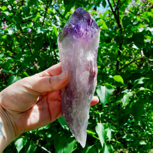 Load image into Gallery viewer, 8in XL Raw Amethyst Dragon&#39;s Tooth Point, Phantom Amethyst, Brazil
