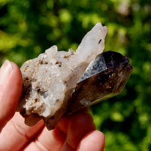 DT ET Record Keeper Smoky Amethyst Quartz Crystal Scepter Cluster