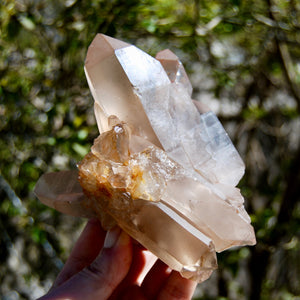 Channeler Pink Shadow Smoky Lemurian Seed Quartz Crystal Starbrary Cluster, Brazil