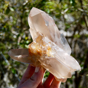 Channeler Pink Shadow Smoky Lemurian Seed Quartz Crystal Starbrary Cluster, Brazil