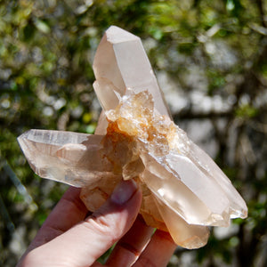 Channeler Pink Shadow Smoky Lemurian Seed Quartz Crystal Starbrary Cluster, Brazil