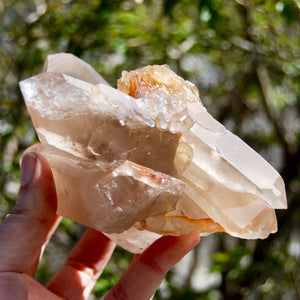 Channeler Pink Shadow Smoky Lemurian Seed Quartz Crystal Starbrary Cluster, Brazil