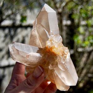 Channeler Pink Shadow Smoky Lemurian Seed Quartz Crystal Starbrary Cluster, Brazil