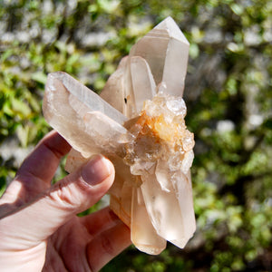 Channeler Pink Shadow Smoky Lemurian Seed Quartz Crystal Starbrary Cluster, Brazil