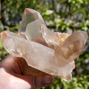 Channeler Pink Shadow Smoky Lemurian Seed Quartz Crystal Starbrary Cluster, Brazil