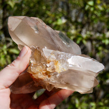 Load image into Gallery viewer, Channeler Pink Shadow Smoky Lemurian Seed Quartz Crystal Starbrary Cluster, Brazil
