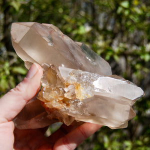 Channeler Pink Shadow Smoky Lemurian Seed Quartz Crystal Starbrary Cluster, Brazil