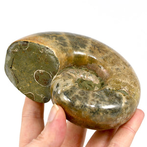 Whole Iridescent Ammonite Fossil