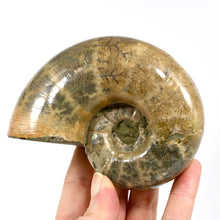 Load image into Gallery viewer, Whole Iridescent Ammonite Fossil
