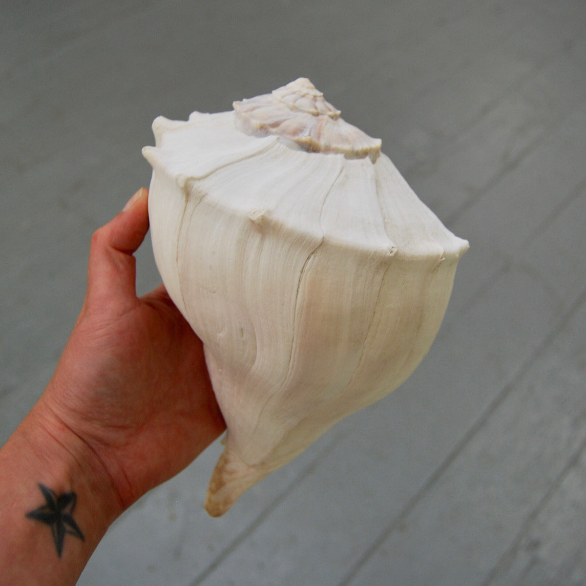 Left Handed Florida Whelk Seashell Natural White Sea Shell Curiosity Cabinet Decor