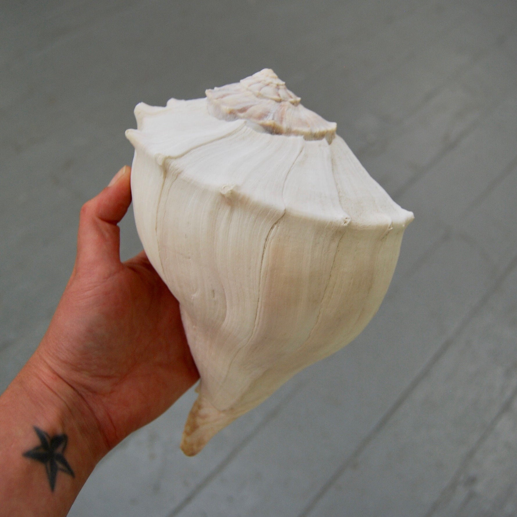 Left Handed Florida Whelk Seashell Natural White Sea Shell Curiosity Cabinet Decor