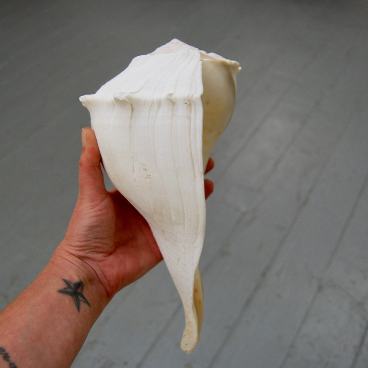 Left Handed Florida Whelk Seashell Natural White Sea Shell Curiosity Cabinet Decor