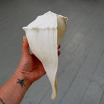 Left Handed Florida Whelk Seashell Natural White Sea Shell Curiosity Cabinet Decor