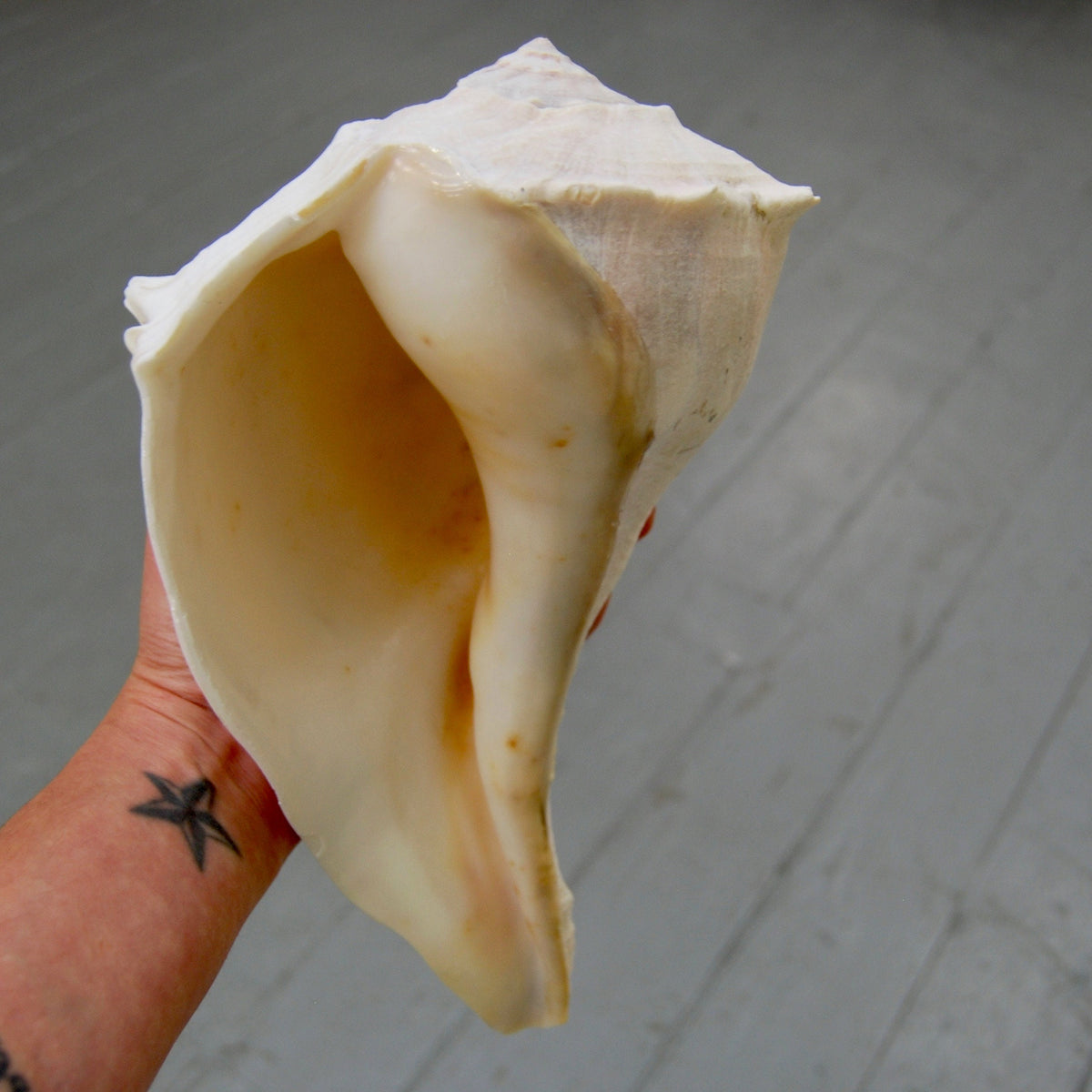 Left Handed Florida Whelk Seashell Natural White Sea Shell Curiosity Cabinet Decor